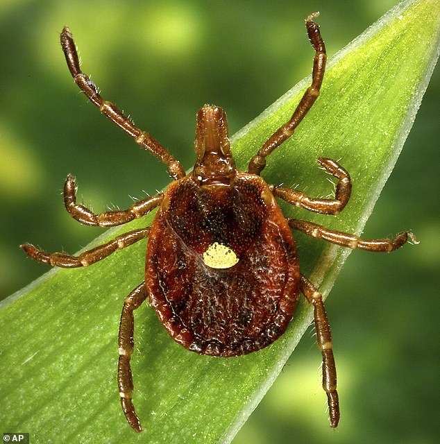 Alpha-gal syndrome (AGS) is triggered when a person is bitten by a tick - most commonly the lone star tick (pictured above) - that carries the alpha-gal sugar