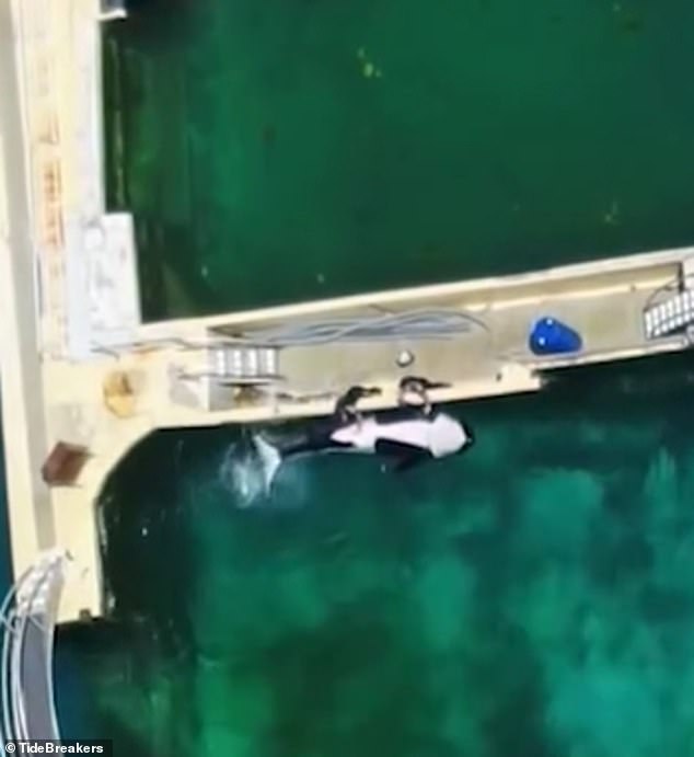 Last week, activist group TideBreakers obtained overhead footage, taken on August 12, showing two trainers kneeling by the edge of a pool next to the male animal as he lies upside down