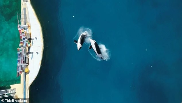 Wikie and Keijo perform backflips in pools
