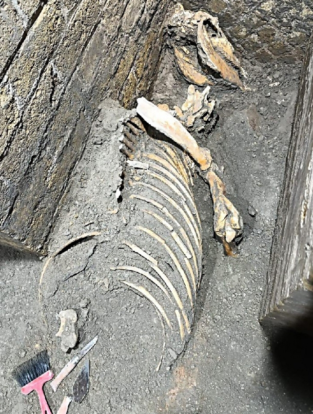 Excavated animal remains in Pompeii.
