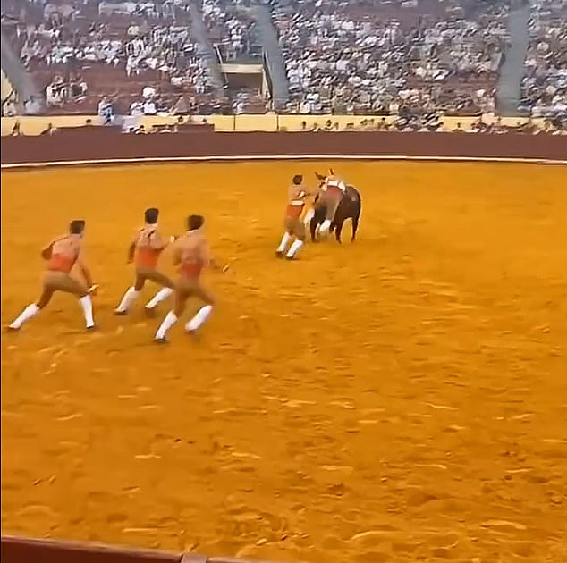 Once the bull is charging, eight forcados are supposed to one-by-one from a single-file line and attempt to wrestle the animal to a standstill