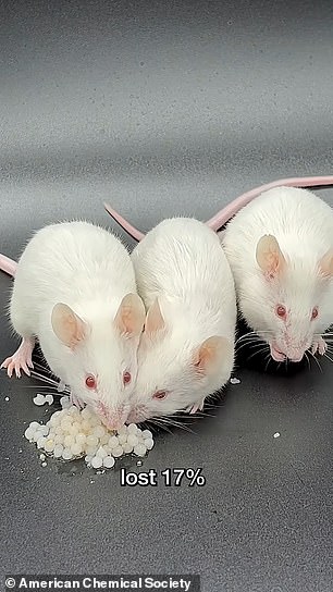 Rats fed the beads in the study (shown) lost 17 percent of their bodyweight in 30 days, the researchers said