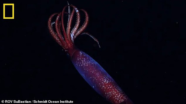 Scientists have captured the first ever video of the elusive Antarctic gonate squid, 7,060 feet (2,152 metres) beneath the freezing Southern Ocean