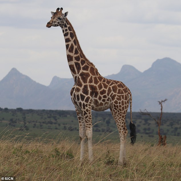 The Northern Giraffe (Giraffa camelopardalis) is found in Chad, Central African Republic, Cameroon, Democratic Republic of Congo, and South Sudan, and is known for its long and thin ossicones - the bony structures found on giraffes' heads