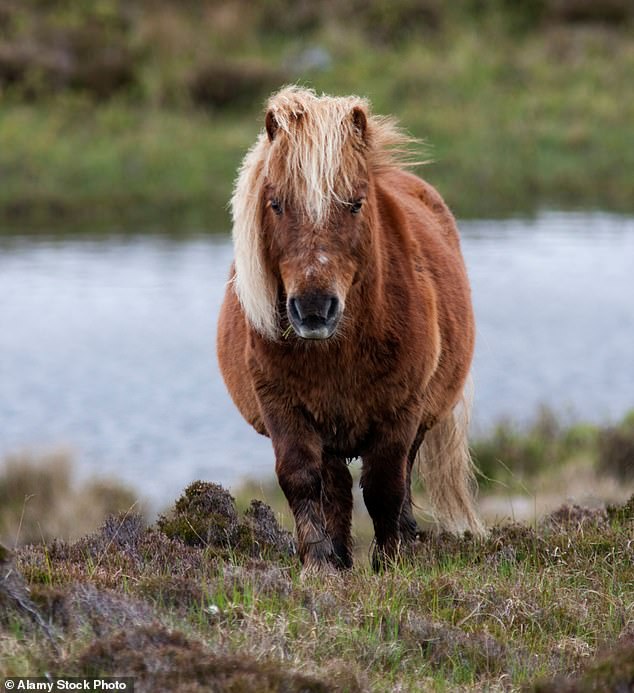 Ponies have gone missing and farmers are convinced they are being taken by eagles