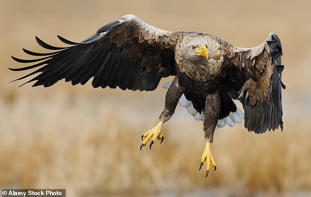Crofters have called for action amid fears sea eagles are targeting livestock