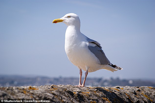 The herring gull stole its supper from a takeaway at Marine Parade in Barmouth, Wales (file image)
