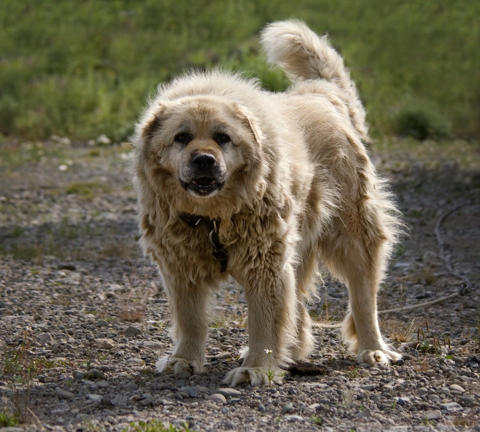 Caucasian Shepherd Dog on a leash.