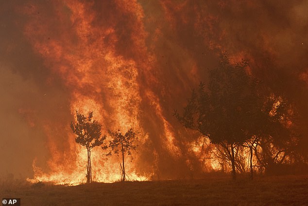 Spain is enduring its most devastating wildfire season since records began, with blazes consuming more than 382,000 hectares of land