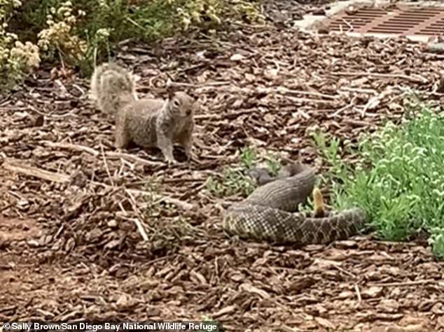 The San Diego Bay National Wildlife Refuge shared a wild video of a squirrel facing off against a rattlesnake