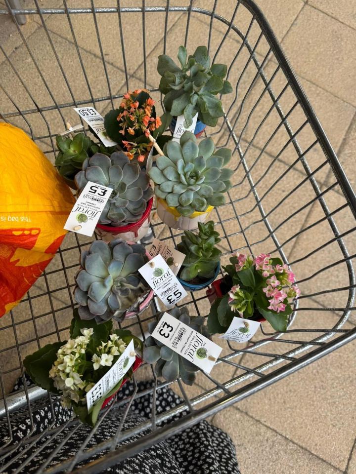 Shopping cart filled with succulents and small flowering plants on sale.