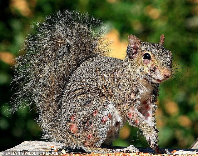 Squirrel fibromatosis is caused by a virus that cannot be transmitted to people or other animals