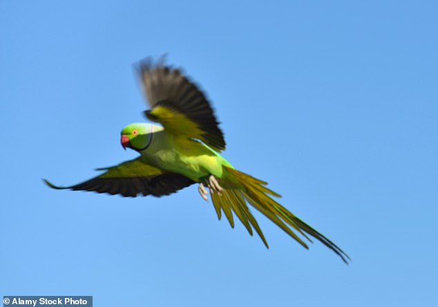 Britain's burgeoning parakeet population could soon have a new nemesis as goshawks, who feed on pigeons, grey squirrels and rats, could target the green birds