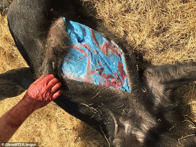 Locals have been finding pigs with bright blue flesh since 2015 (like this one pictured) but authorities have recently issued fresh warnings