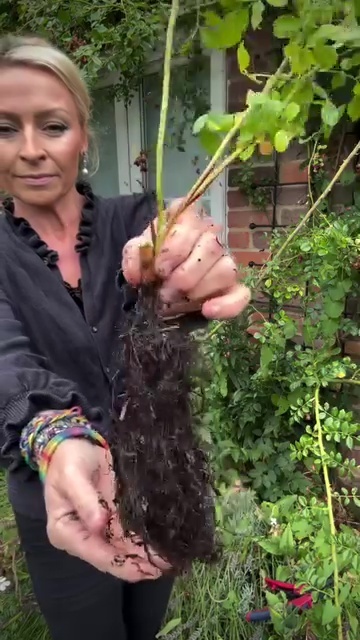 Woman holding up a rose cutting with roots.