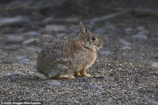 A normal cottontail rabbit with the virus. The first signs of SPV would be raised red spots on the skin (Stock Image)
