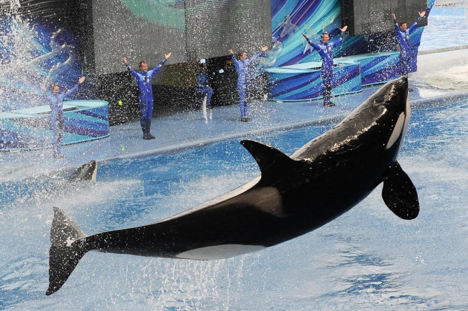 Orca leaping from water during a show.