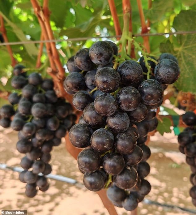 On the vine they look like standard black grapes, but once bitten into they reveal a dark red pulp