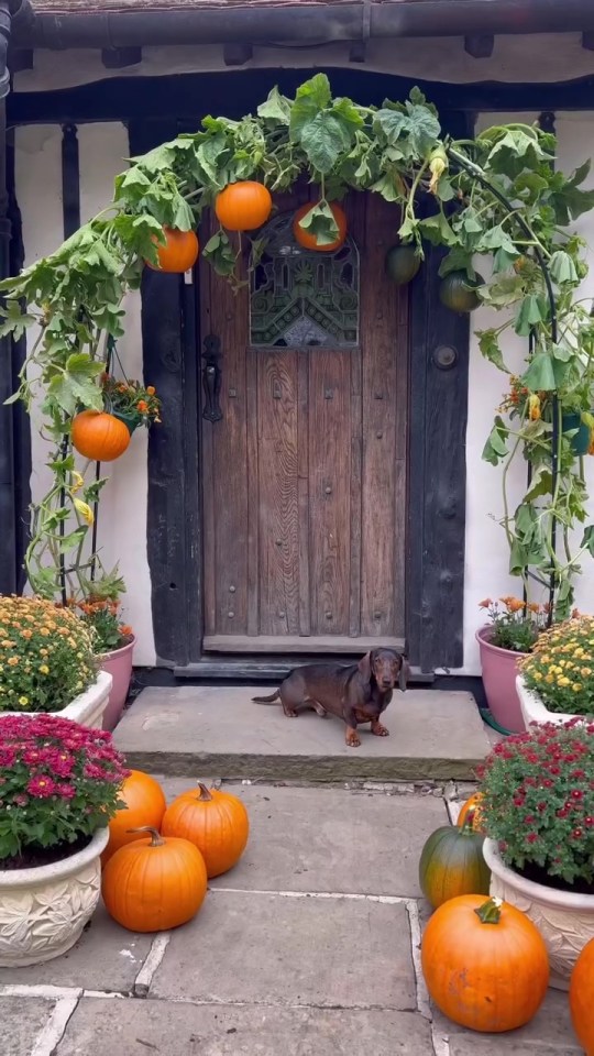 Dachshund dog sitting in front of a house decorated with pumpkins and mums for autumn.