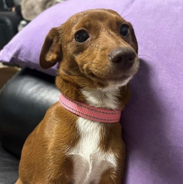Miraculously, little Thumbelina was discovered unharmed and has since been taken in by a local dog shelter