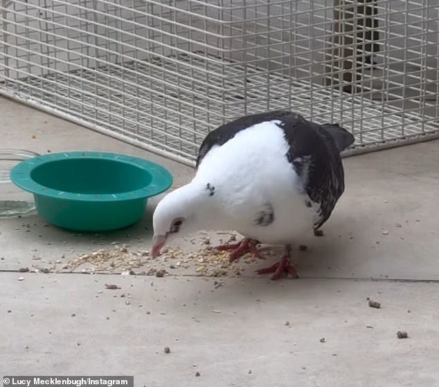 Lucy then revealed she'd left food out for Dougie the pigeon, who was happily making himself at home in their garden