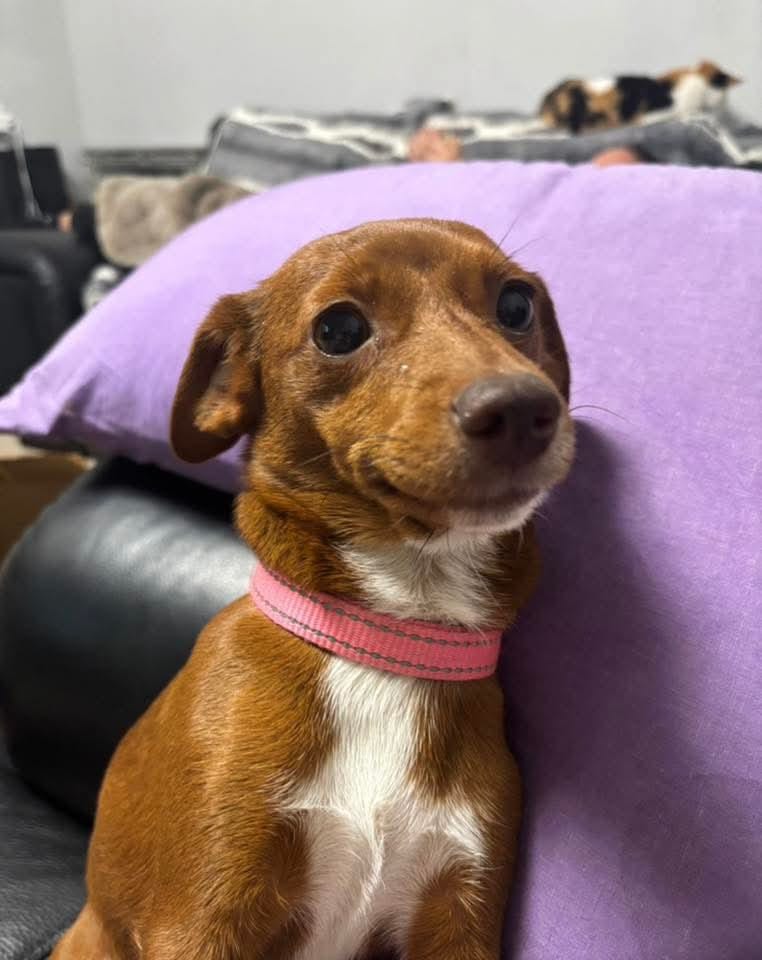 Small brown and white dog wearing a pink collar.