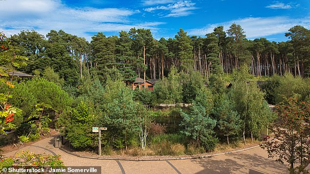 A trip to Center Parcs UK costs around £1,709 on average, for a family of four staying four nights, October 27 to 31. Pictured: Woburn Forest