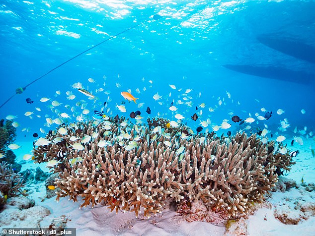 The 160-strong island chain has many pockets of coral reef, as well as historical ruins from Japan's Ryukyu kings