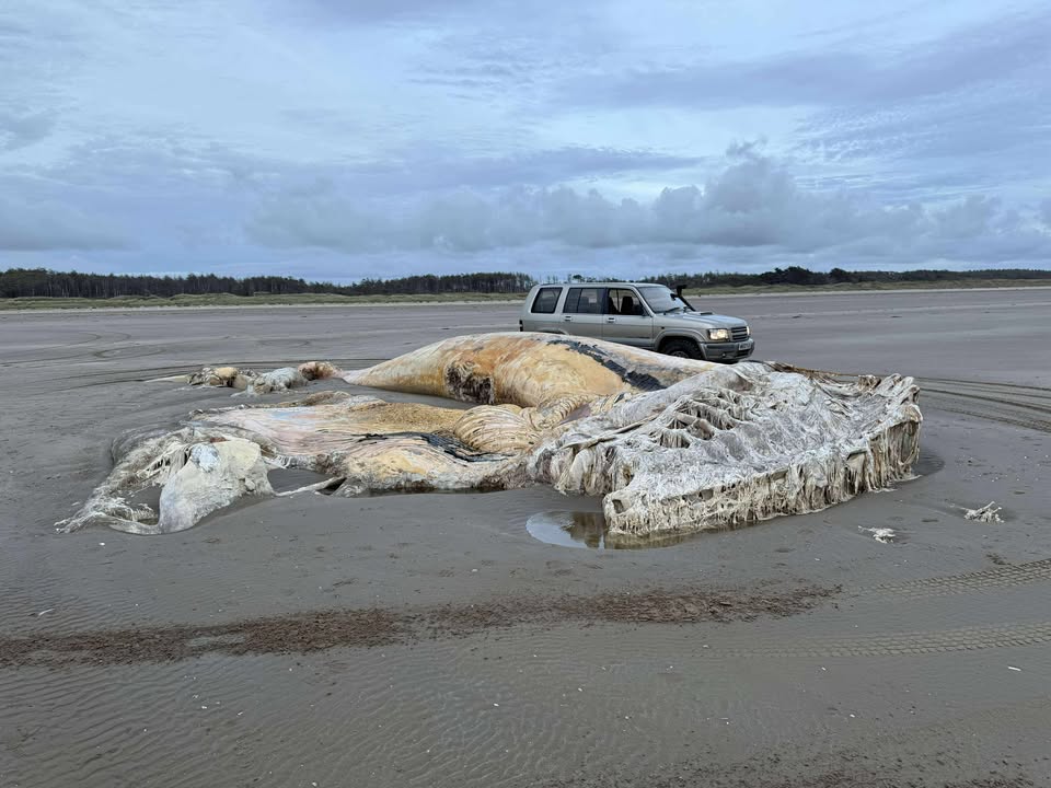 Large whale carcass on a beach.