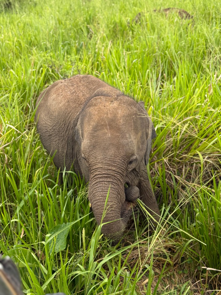 Baby elephant eating grass.