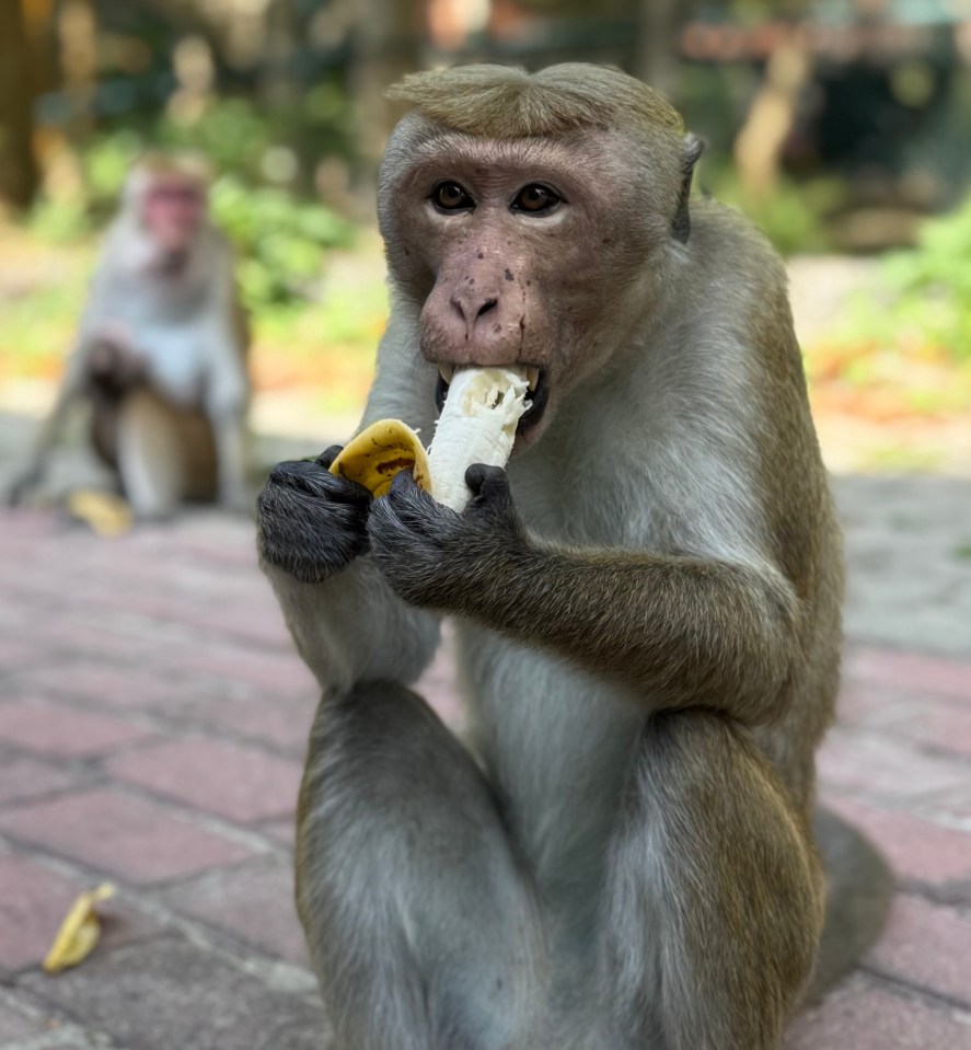Monkey eating a banana.