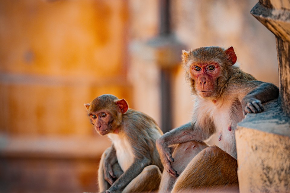 Close up of monkeys in Jaipur