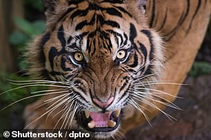 Stalked by tigers in a dream