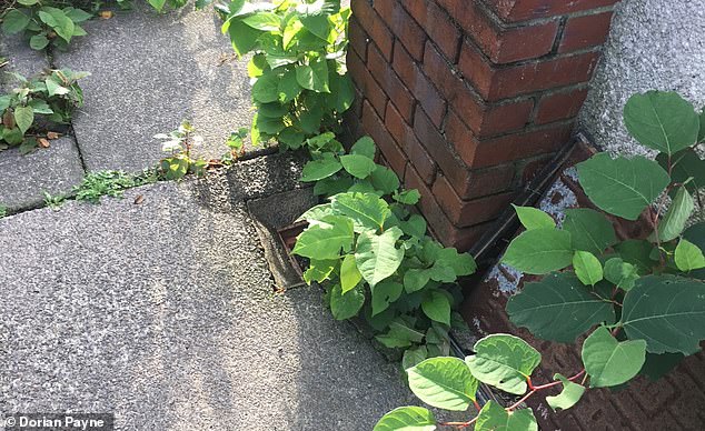 It can tear through brickwork and concrete if left to spread at will and, over time, can take over gardens and cause long¿term damage