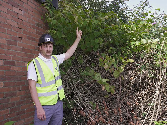 Mr Payne taking on a nasty case of Knotweed at a property development in Newport