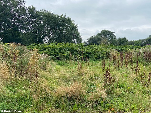 Mr Payne revealed he encounters the invasive species, which looks like bamboo and can grow to heights of more than 10 feet, at almost every property he takes on