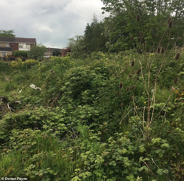 He spoke to the Daily Mail during a break from fighting the Knotweed on his current job in Newport