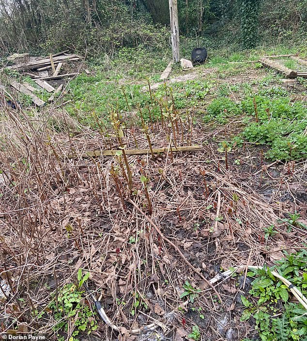 Dystopian pictures from one of Mr Payne's recent projects show a sprawling mass of the Knotweed, snaking its way across an otherwise idyllic landscape