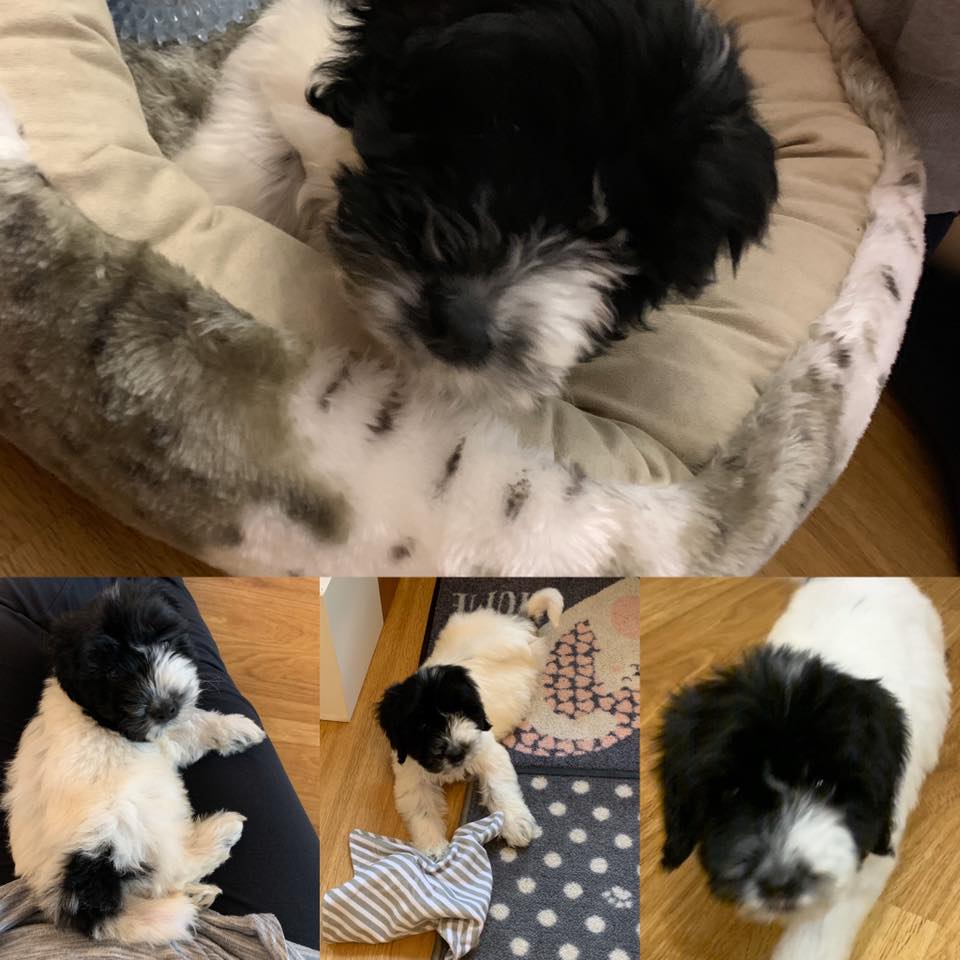 Collage of a cockapoo puppy in different positions.