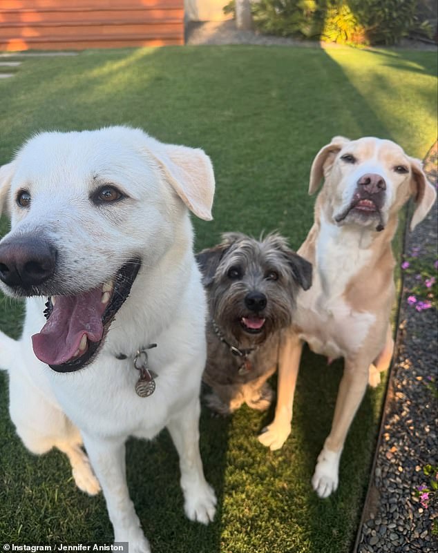 Key to their romance, says a source, is their mutual love of dogs, so also among Ms Aniston's pictures is one of their blended canine family