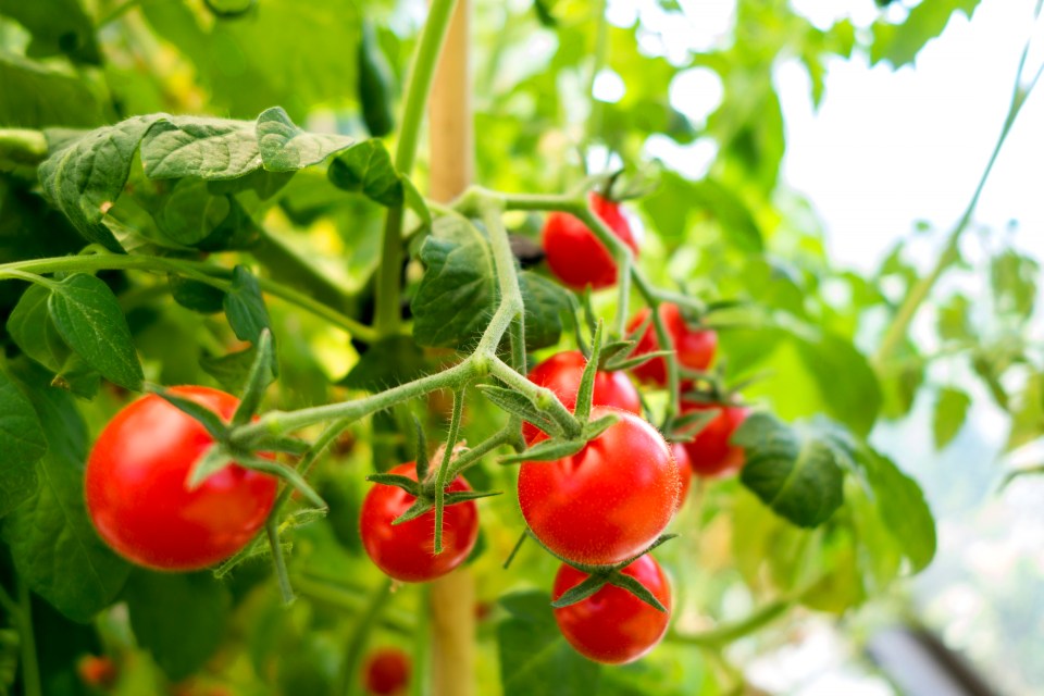 Ripe red tomatoes growing on a vine.