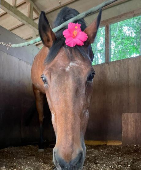 Brown horse with pink flower in its mane.