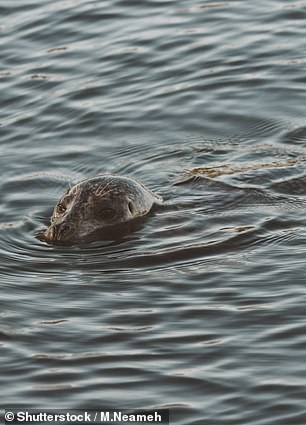 Some believe the creature could be a seal, like this one pictured