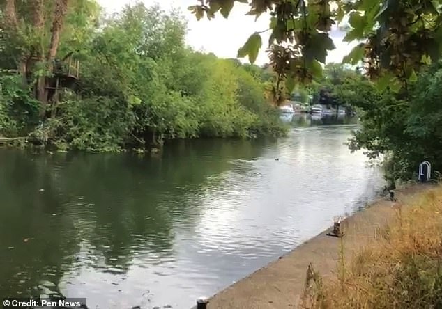 The mystery animal was spotted lurking in the Thames near Old Windsor Lock in Berkshire by a family out for a stroll