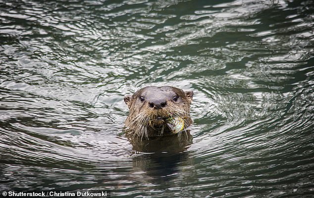There has also been speculation it could be an otter, although others said the species has a concave 'dip' at the end of the muzzle that's not visible in the footage