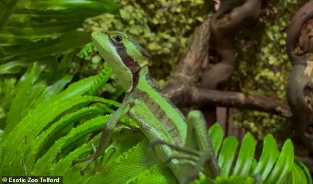 The 'striking' babies have got beautiful lime green and jet black stripes. It is not entirely clear what triggers certain species to undergo parthenogenesis