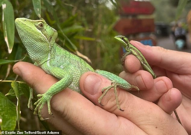 Mother and daughter: All eight of the miracle babies are female, as dictated by parthenogenesis, a rare type of asexual reproduction