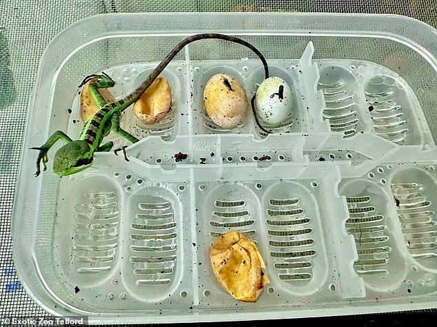 Staff were quite surprised when their long-term resident Carol the casque-headed iguana 'decided to lay some eggs'