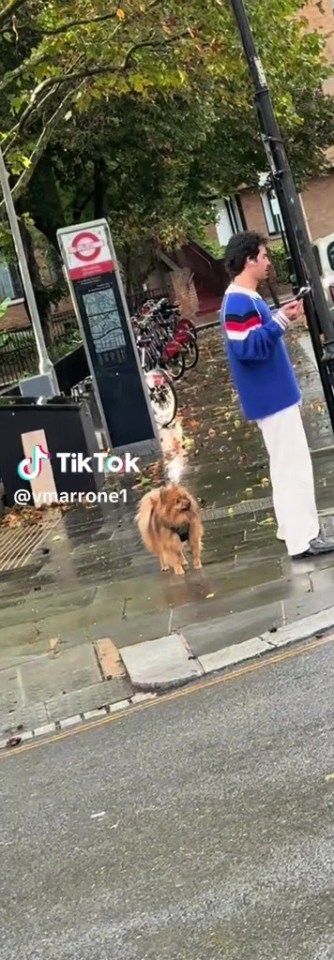 A person on a London street looking at their phone, with a small dog nearby.