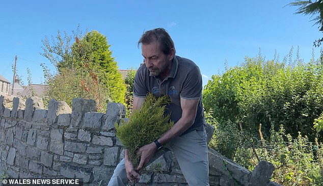 Video footage appears to show wind turbine company director  pulling out the colourful herbs and flowers less than 24 hours after the raised bed had been planted